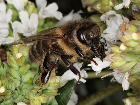 Carder Bee | Smithsonian Photo Contest | Smithsonian Magazine