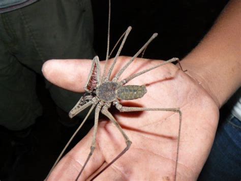 african cave spider | Spider, Bugs and insects, Insects