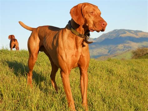 redbirddog - a hungarian pointer (vizsla) blog: Vizsla Spay and Neuter ...