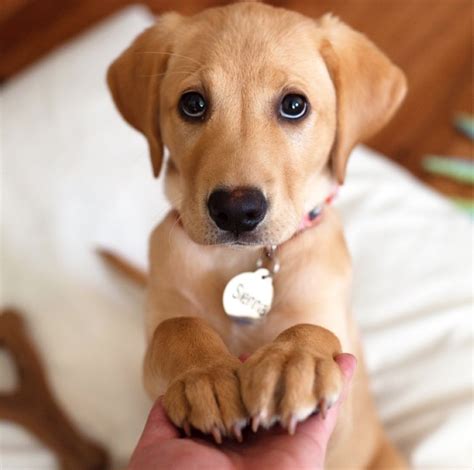 Know Your Puppy’s Body Language! — The Puppy Academy