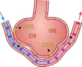 Gas Exchange In Lungs Diagram