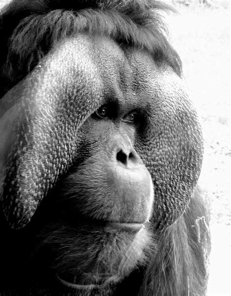Primate observation at the Houston Zoo. | Smithsonian Photo Contest | Smithsonian Magazine