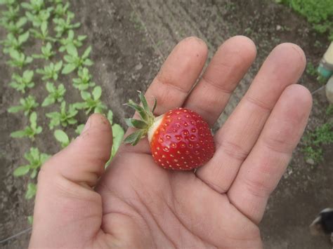 Have You Ever Picked A Carrot?: Growing Strawberries, fruits and organic fertilizing