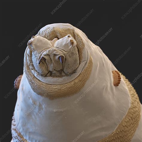 Green bottle fly larva, SEM - Stock Image - C029/0389 - Science Photo Library