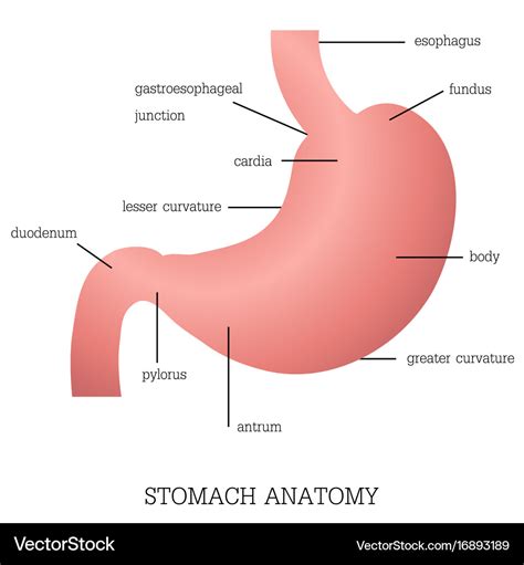 Stomach Diagram Labeled