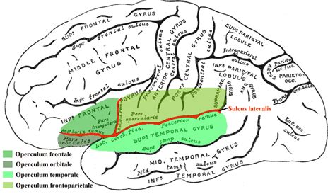 Opercular part of inferior frontal gyrus - Psychology Wiki