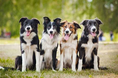 Border collie: High-energy dog that does best with people who have time