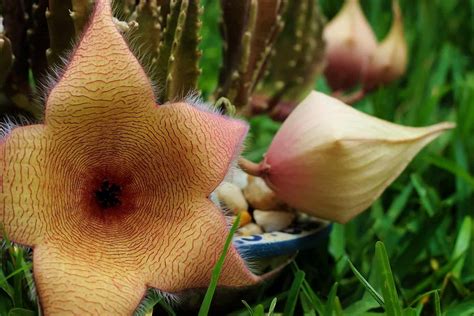 Stapelia Plant Care | Plantly