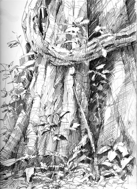 Rainforest Tree Sketch at PaintingValley.com | Explore collection of ...