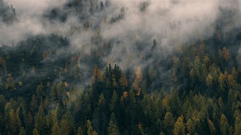 Foggy Forest Wallpapers - Wallpaper Cave