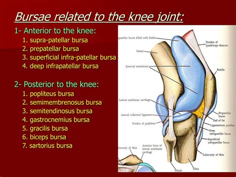 PPT - The Knee Joint PowerPoint Presentation, free download - ID:3329792