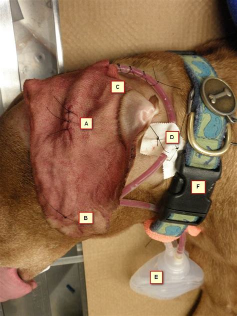 What Causes Dog Ear Hematoma