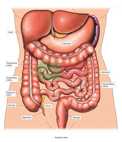 Diagram of stomach