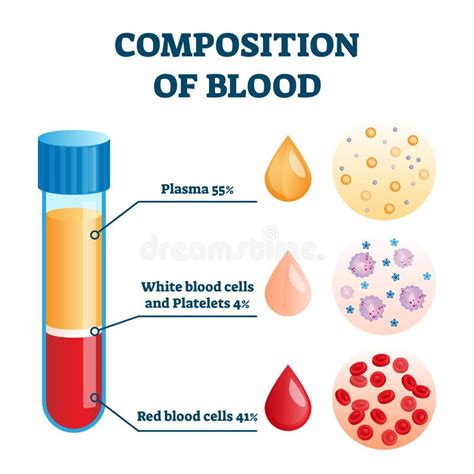 Composition of Blood Vector Illustration. Labeled Anatomical Structure Scheme Stock Vector ...