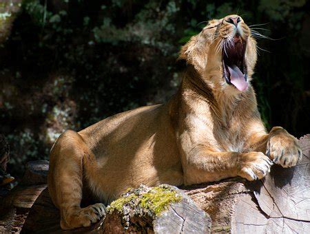 50+ Free Yawning Lion & Lion Images