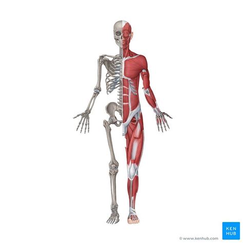 Musculoskeletal system | Musculoskeletal system, Skeletal and muscular system, Human body systems