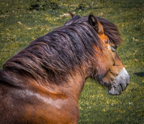 Exmoor-pony Foto & Bild | tiere, haustiere, landschaft Bilder auf fotocommunity