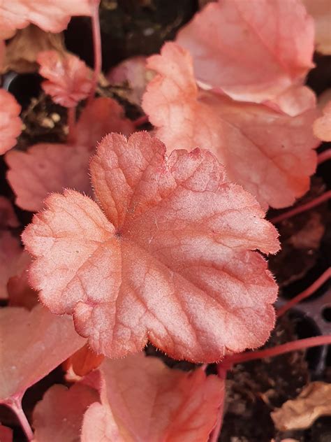 Heuchera 'Paprika' | Shop Established Heuchera | Proctors Nursery