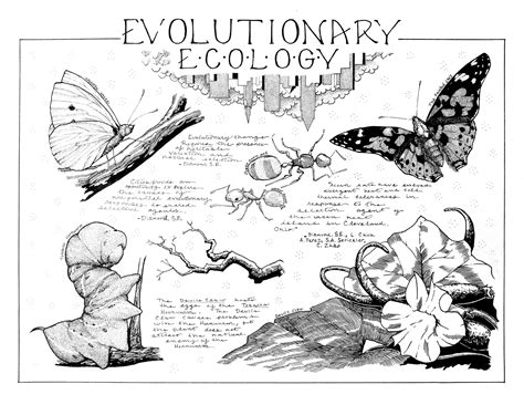 Evolutionary Ecology Illustration Print - Etsy