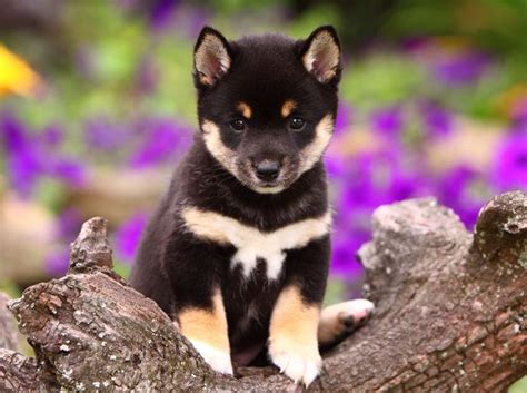 Black And Tan Shiba Inu Facts And Information | Shiba inu, Shiba inu ...