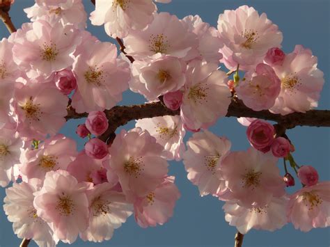 Banco de imagens : árvore, ramo, plantar, fruta, flor, pétala, Primavera, produzir, Rosa, flora ...