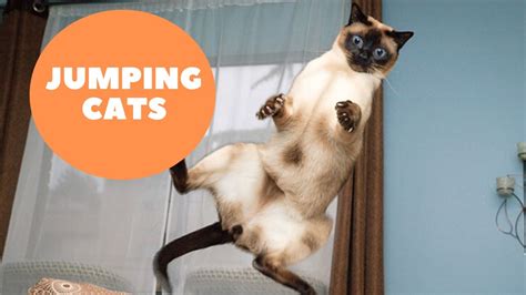 Funny Cat Jumps + Fails Compilation - YouTube