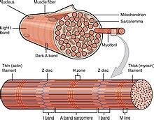 Myofilaments