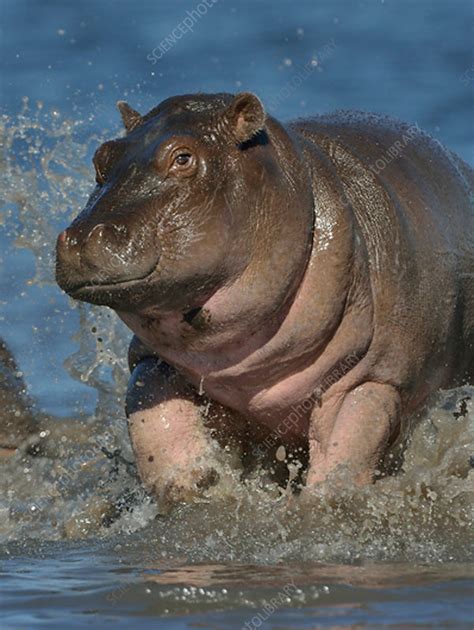 Baby Hippopotamus playing in water, Chobe River, Botswana - Stock Image - C042/1467 - Science ...