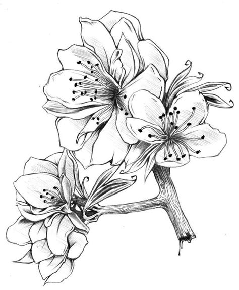 25 Beautiful Flower Drawing Ideas & Inspiration Brighter Craft ...