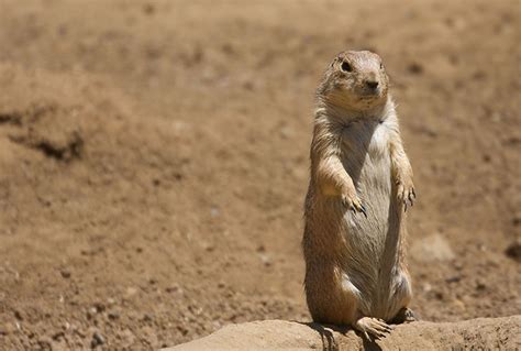 South Dakota wildlife | South Dakota Animals | South Dakota plant species