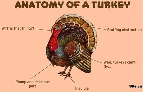 Turkey Anatomy - Anatomical Charts & Posters