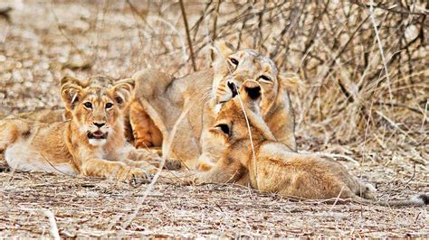 Gujarat: PIL seeks lion conservation policy