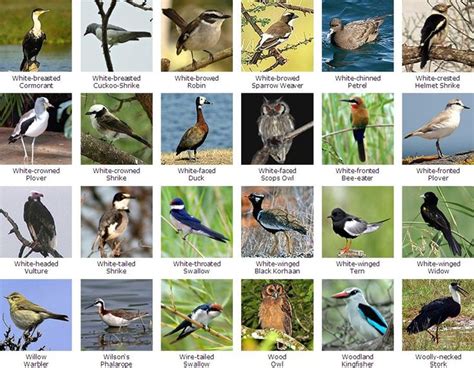 South African Bird Species in 2021 | South african birds, Bird species ...