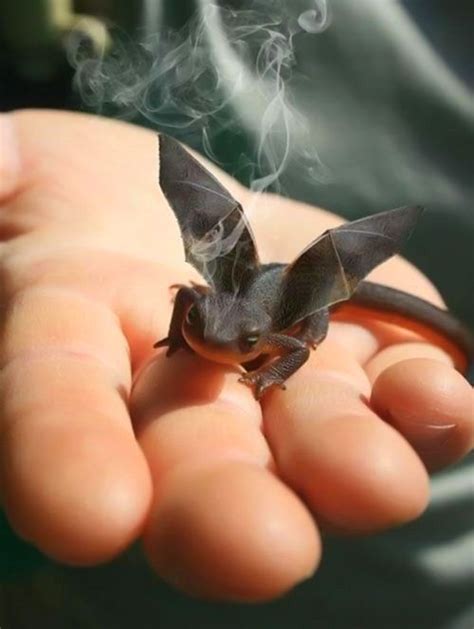 Toothless in real-life... | Funny Things | Pet dragon, Baby dragon, Dragon