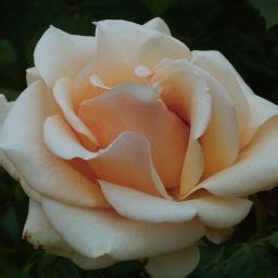 "Marilyn Monroe" Rose / Garden Valley Rose Pictures, Beautiful Pictures, Beautiful Roses ...