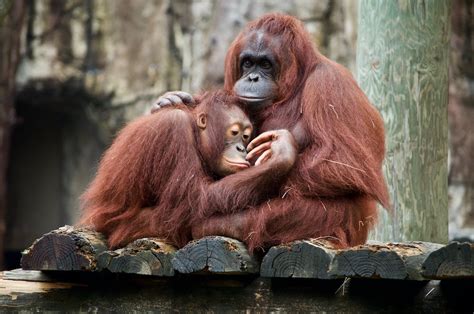 Orangutans Are Critically Endangered - The Wolf Center