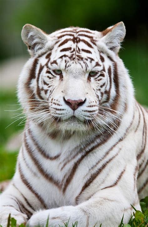 Tigre de Bengala blanco imagen de archivo. Imagen de fauna - 22392163