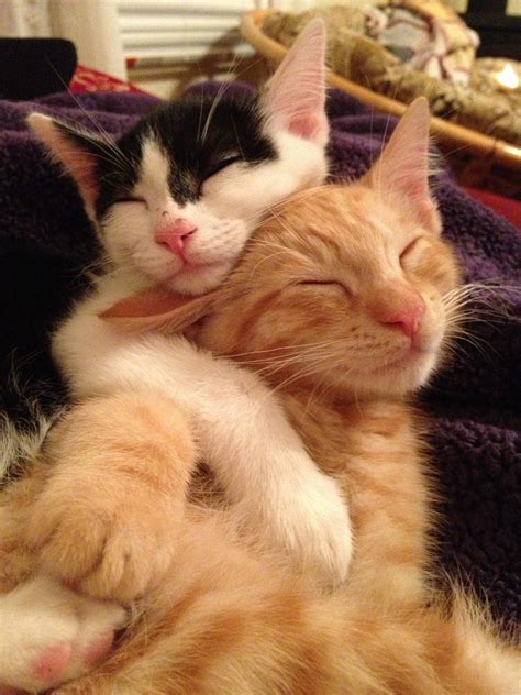 18 Hugging Cats Is The Cutest Thing You Will See All Day