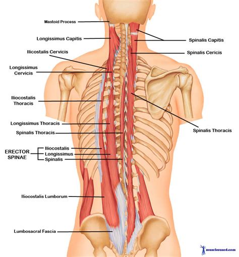 The Intrinsic Muscles of the Back: Getting the Musculature of the Spine ...