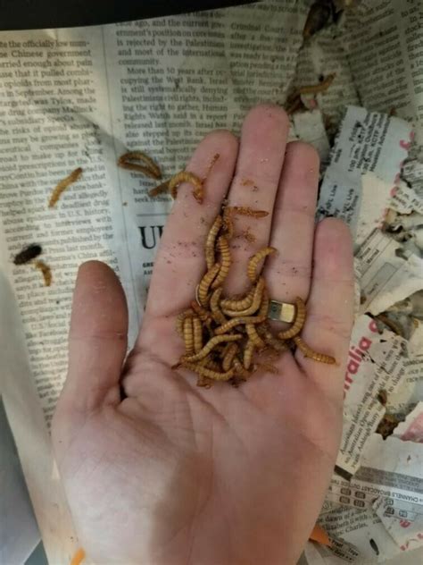 55 - Organically Raised Live Mealworms (Premium Feeders) - Ficarro ...