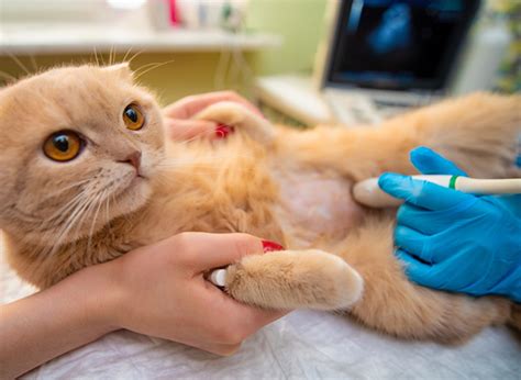 Cats Exclusively Veterinary Hospital | Capabilities