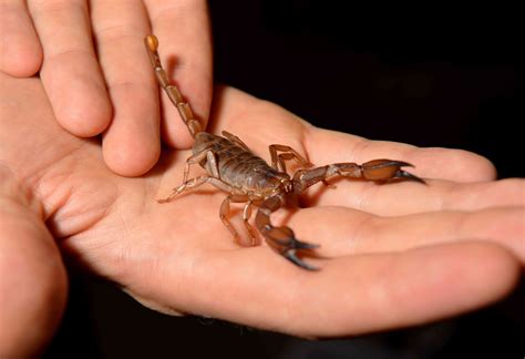 10 Fascinating Facts About Scorpions