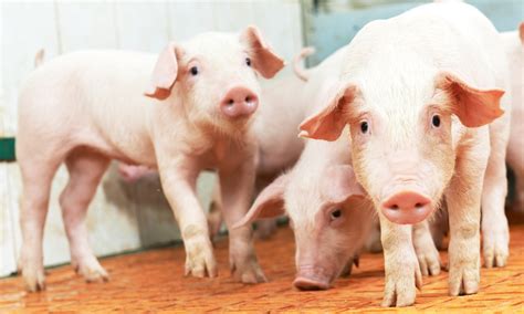 Pig Farming: How To Start A Profitable Pig Farm - Mother Farmland