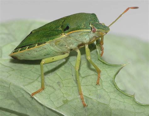 Palomena prasina (Pentatomidae) image 15543 at PlantSystematics.org