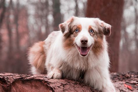 Can A Australian Shepherd And A Dachshund Be Friends