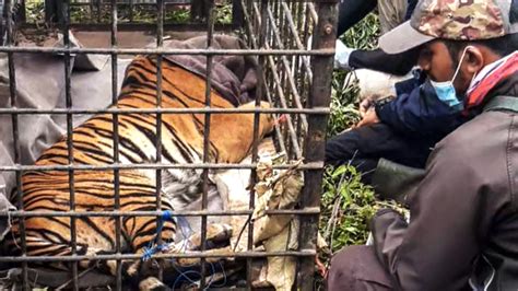 Sumatran tiger captured for preying on livestock in Indonesia - CGTN