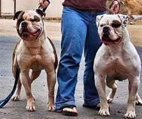 Two beasts... American Bulldog | Bulldog puppies, Bulldog, Bulldog dog