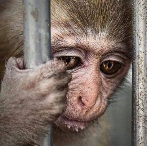 Create meme "sad monkey, sad monkey, monkey in a cage" - Pictures ...