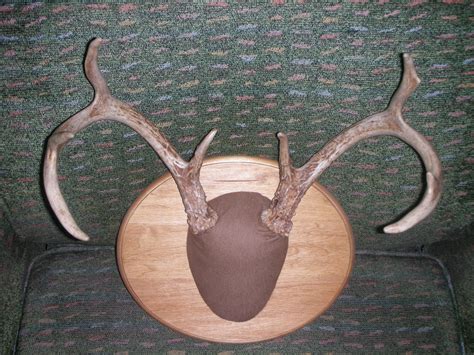 Mounting Deer Antlers : 10 Steps (with Pictures) - Instructables