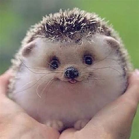 bébé hérisson | Funny hedgehog, Funny animals, Cute baby animals